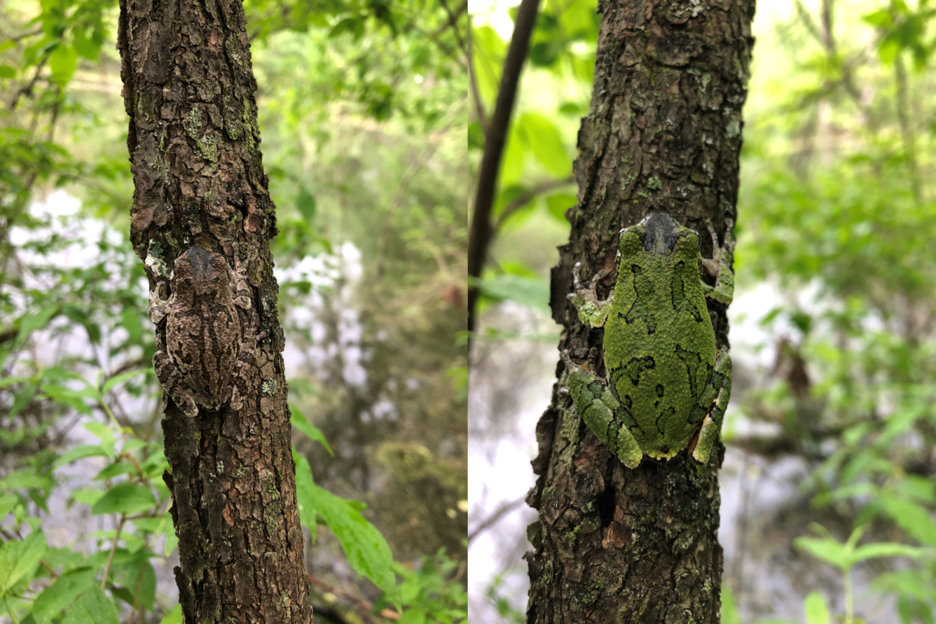 A grey colored Copes grey treefrog and a green colored Copes grey treefrog both a separate tree trunks.