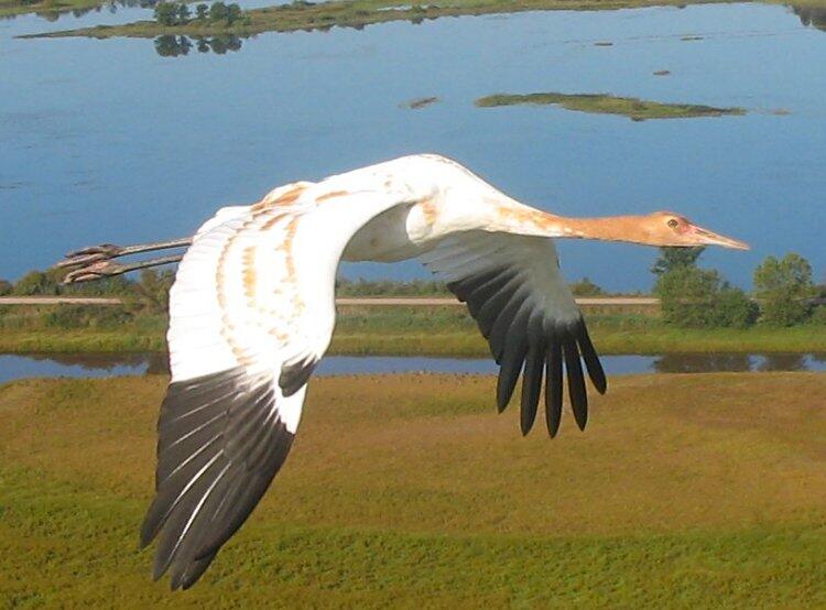 Juvenile whooping crane in flight