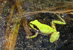 A picture of a frog in a pond