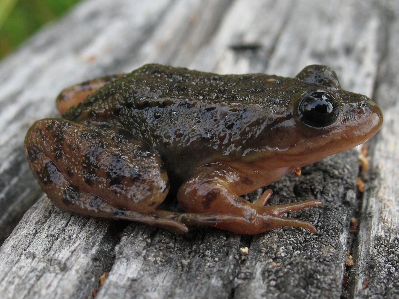 sub-adult Oregon spotted frog