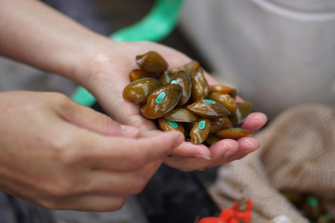 Endangered mussels bound for the Powell River