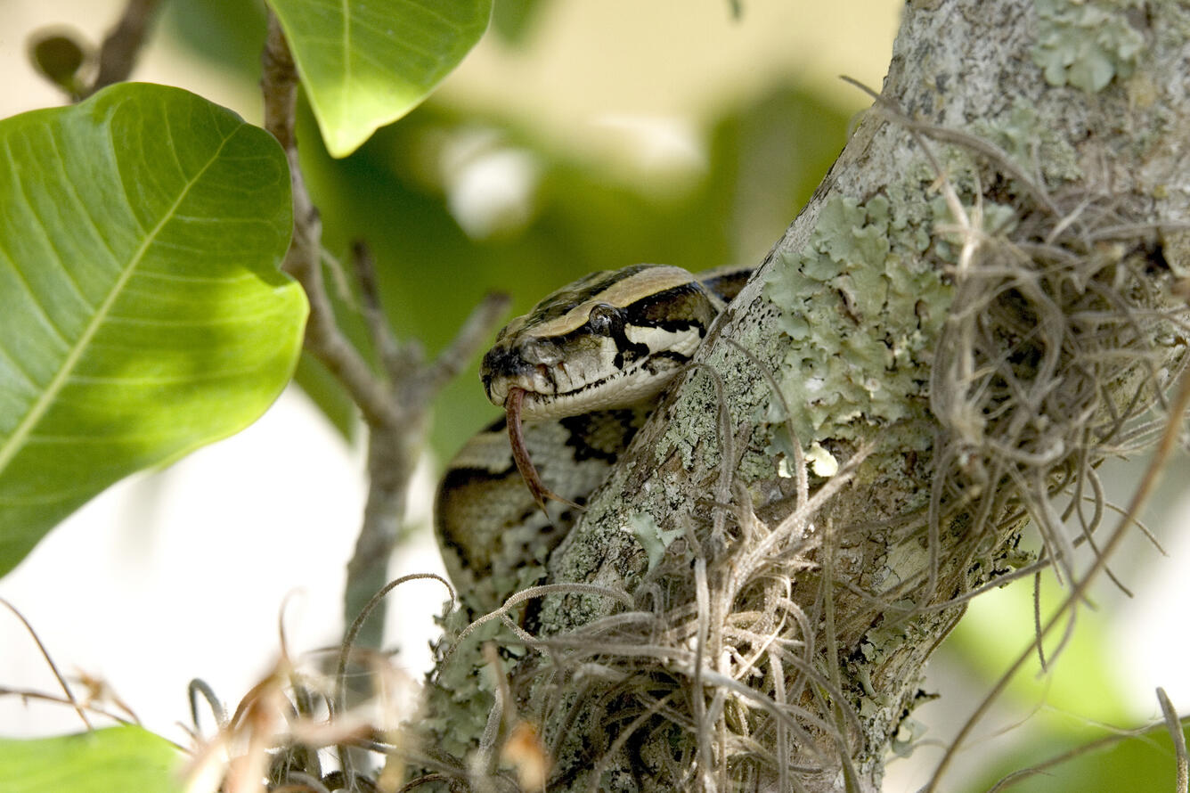 Burmese python in Everglades National Park