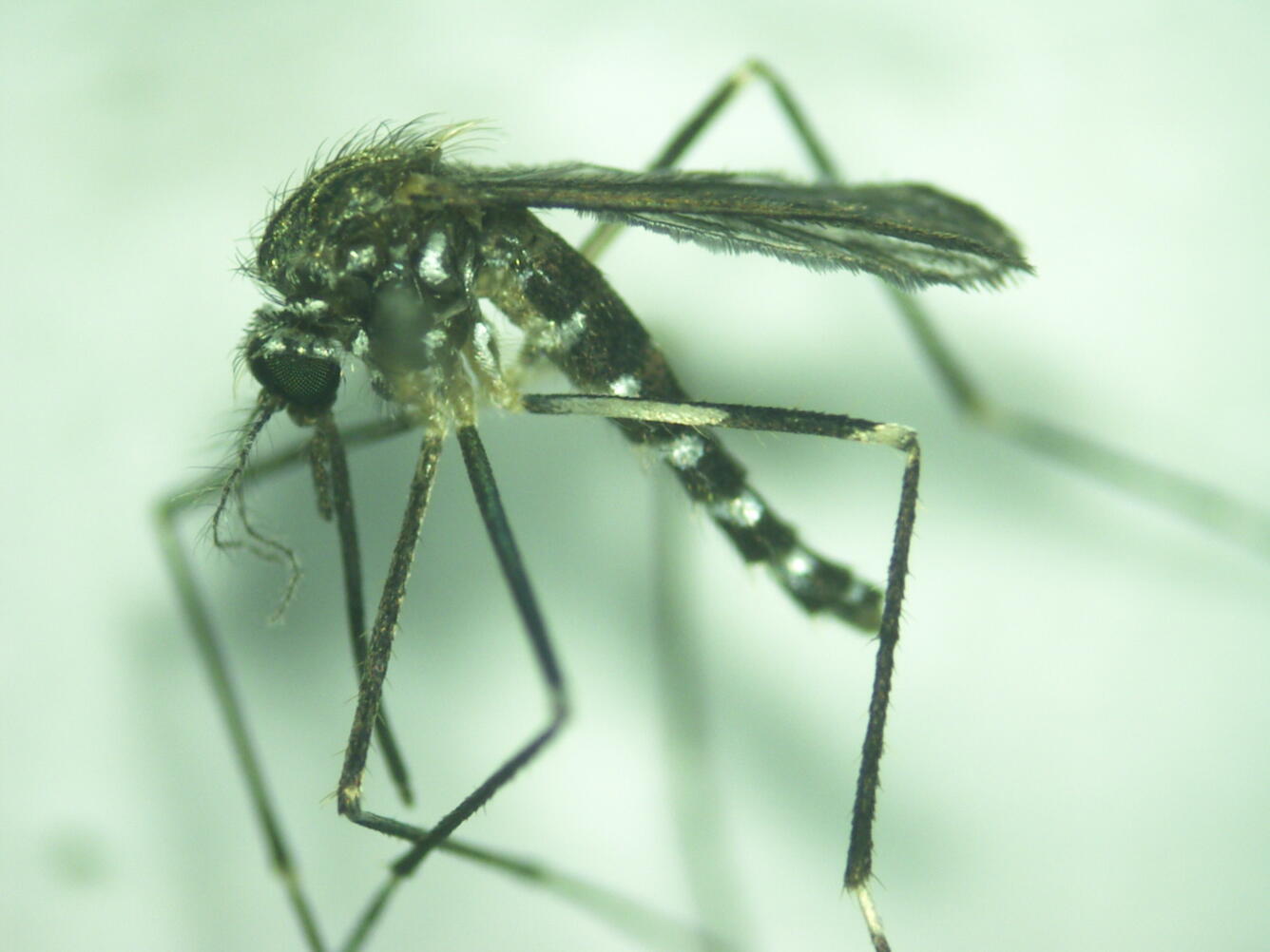 Photograph of female mosquito (Aedes japonicus)
