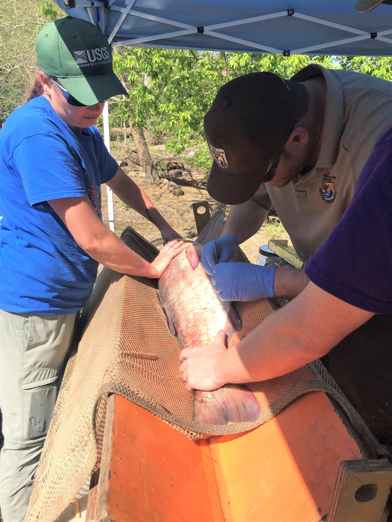 USGS and FWS tag Asian carp for tracking in the Mississippi River