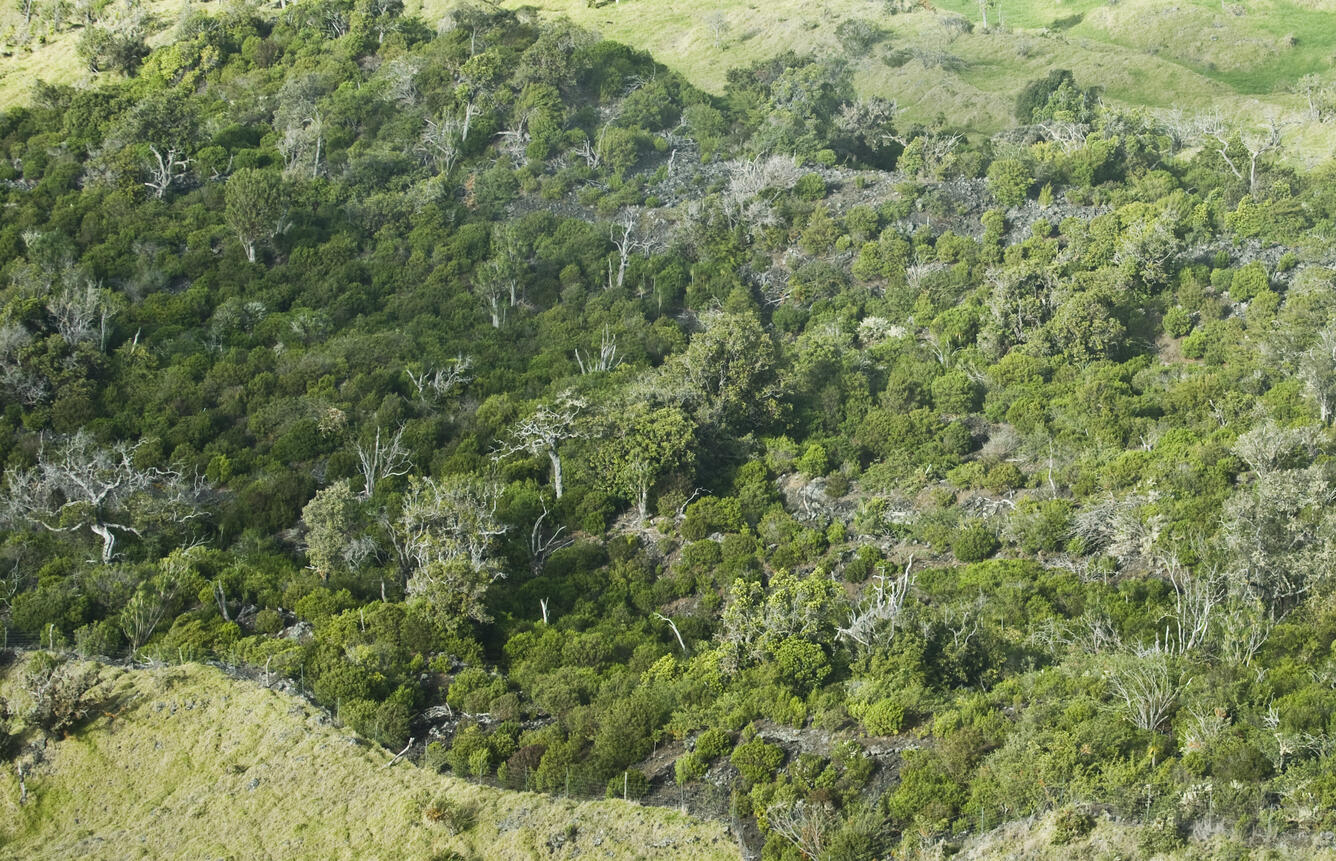 Aerial view of Auwahi restoration area