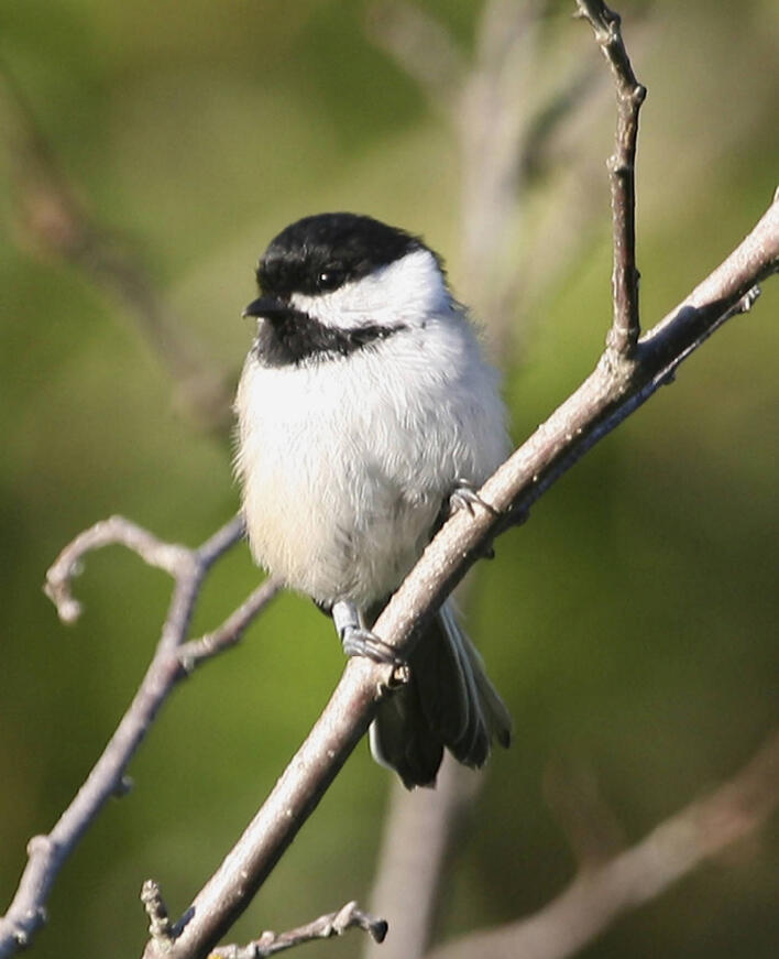 Small black and white bird on a branch