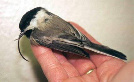 Small bird with a long upper beak in a hand