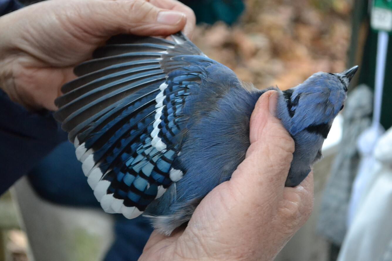Blue jay in hand with wing outstretched to display molt limit
