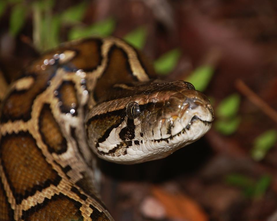 An invasive Burmese python in the Everglades. 