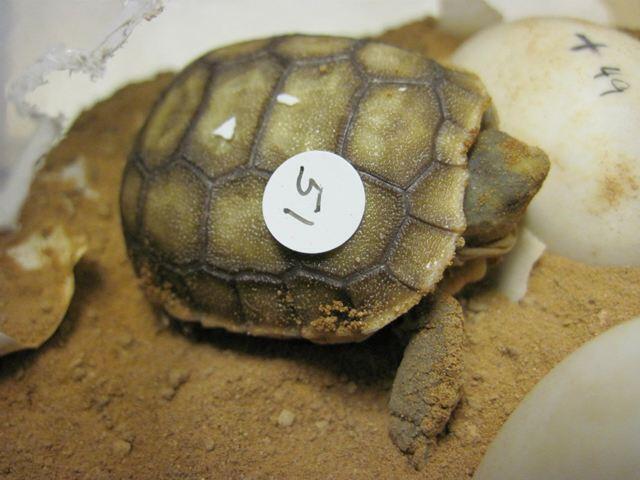 Hatchling desert tortoise (Gopherus agassizi)