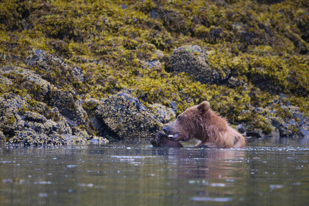 Photo of a brown bear eating an intertidal invertebrate