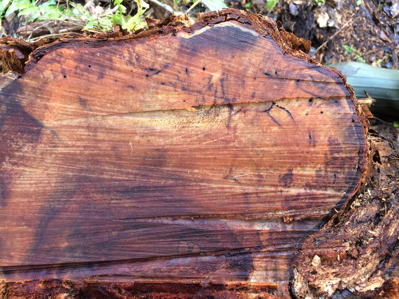 An ohia tree log showing tunnels created by wood boring beetles