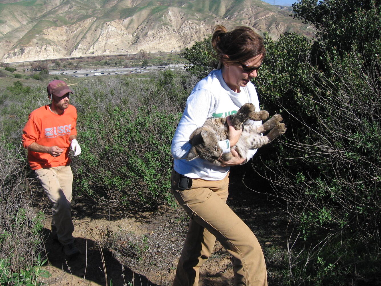 Researchers with Bobcat (Lynx Rufus)