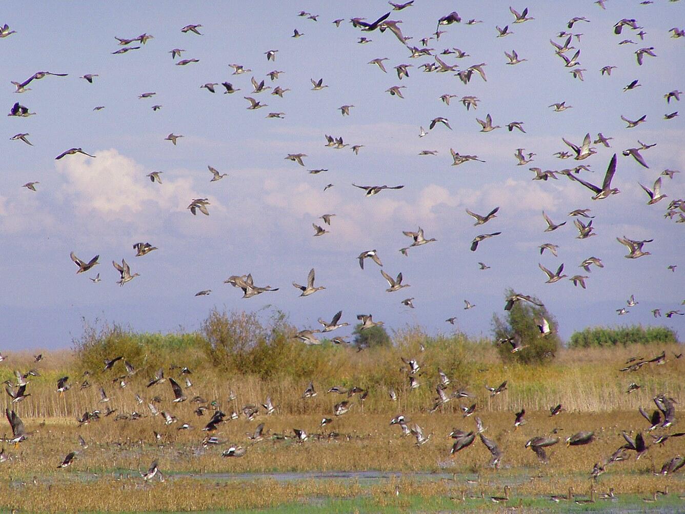 Dozens of birds flying over grassy wetlands