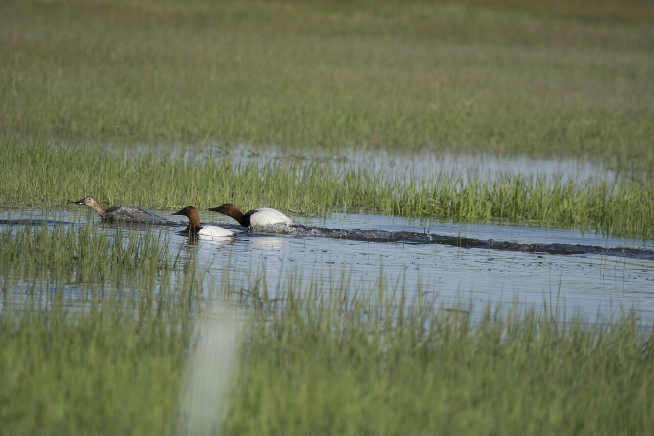 Canvasback ducks in a wetland.