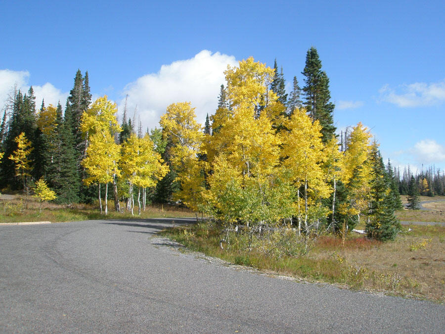 This is a photo of aspens in autumn color.
