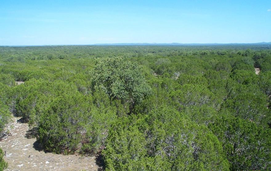 Cedar growth in the Reference watershed in the Honey Creek State Natural Area, Comal County, Texas.