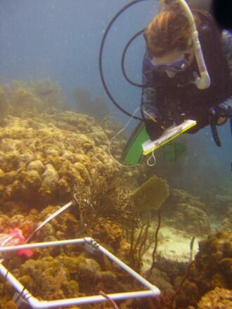 Demopoulos _ Coral survey to study trophic relationships in the Virgin Islands and Puerto Rico