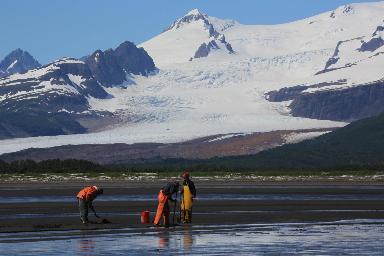 Scientists searching for clams in the mudflats of Katmai, AK
