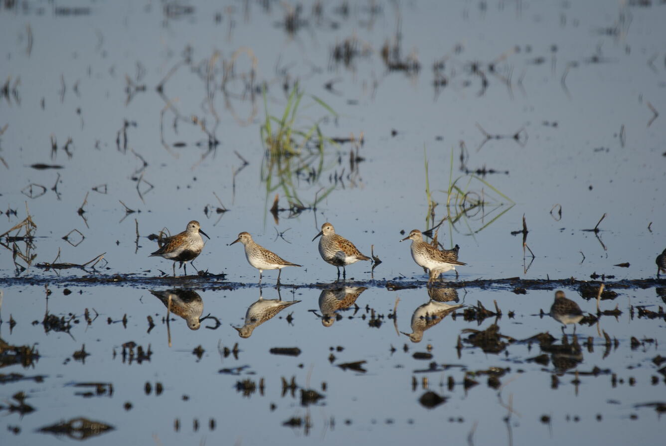 Birds in a wetland