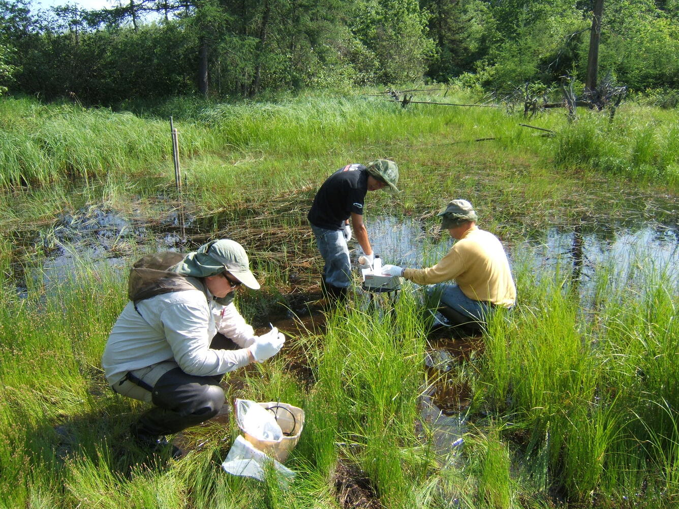 ARMI scientists assess the impacts of global change on U.S. wetlands