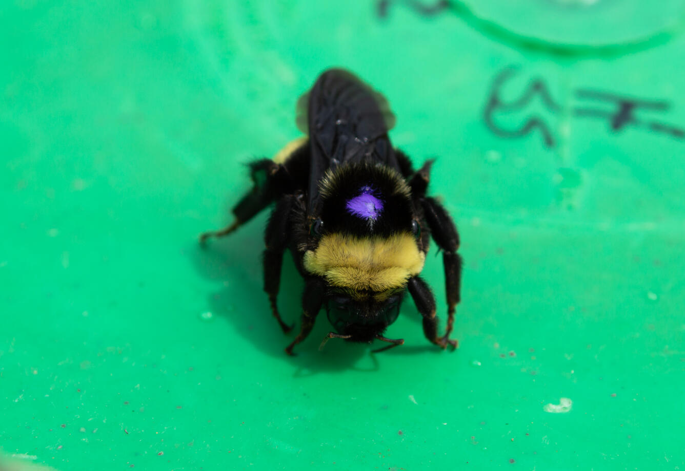 Bumble bee with a purple dot on its head, placed there by a scientist