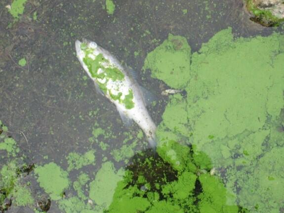 Dead fish in water with blue-green algae Binder Lake,IA KSWRD16