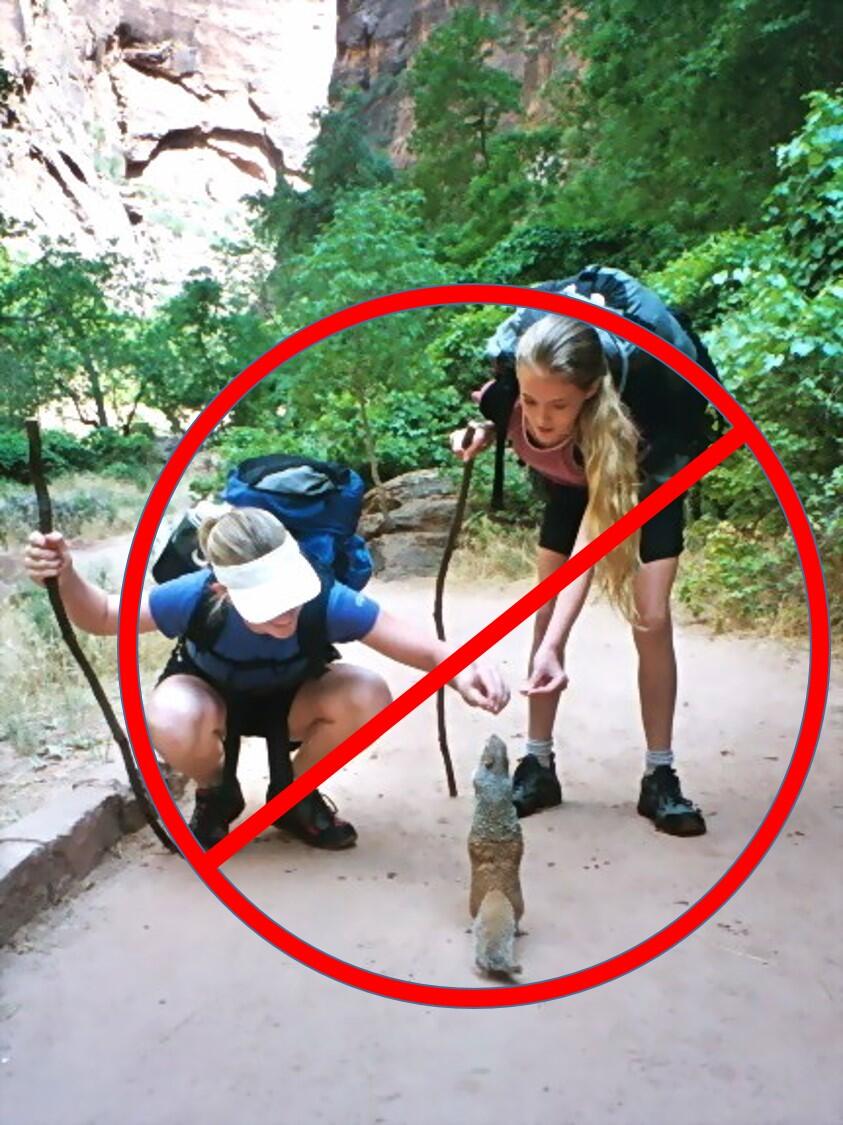Do not feed the wildlife