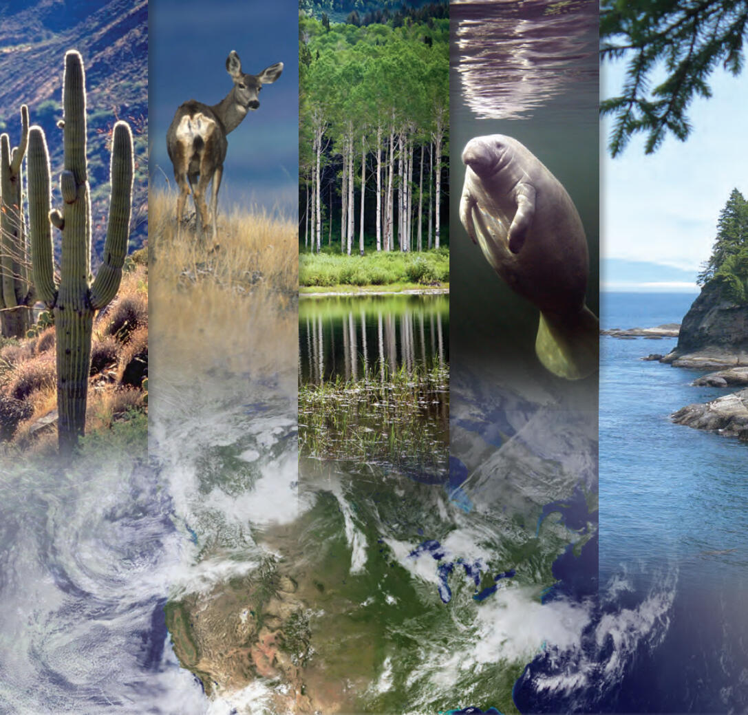 Collage of images showing Ecosystems activities