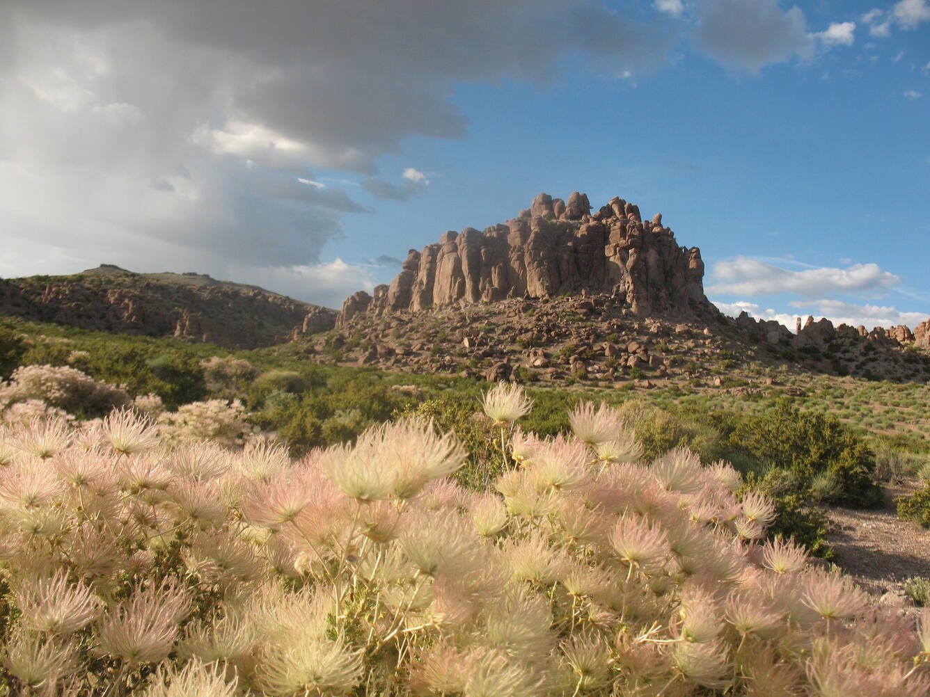 Apache Plume among rocky landscapes WERC
