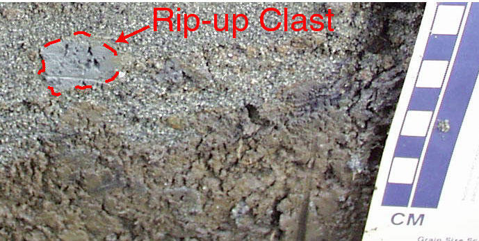 Photograph of wet sediment with a scale next to it to show the size of a mud ball in the sand.