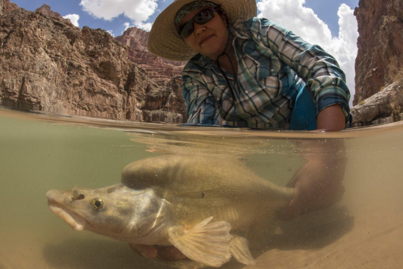 a view of a humpack chub in the Colorado River from underwater
