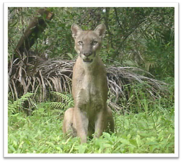 Florida Panther, Puma concolor coryi, camera trap image
