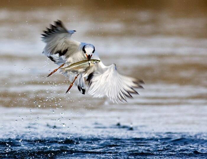 Forster's Tern catch fish