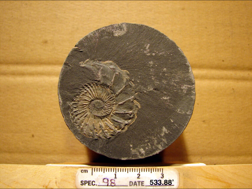 Ammonite fossil in rock core