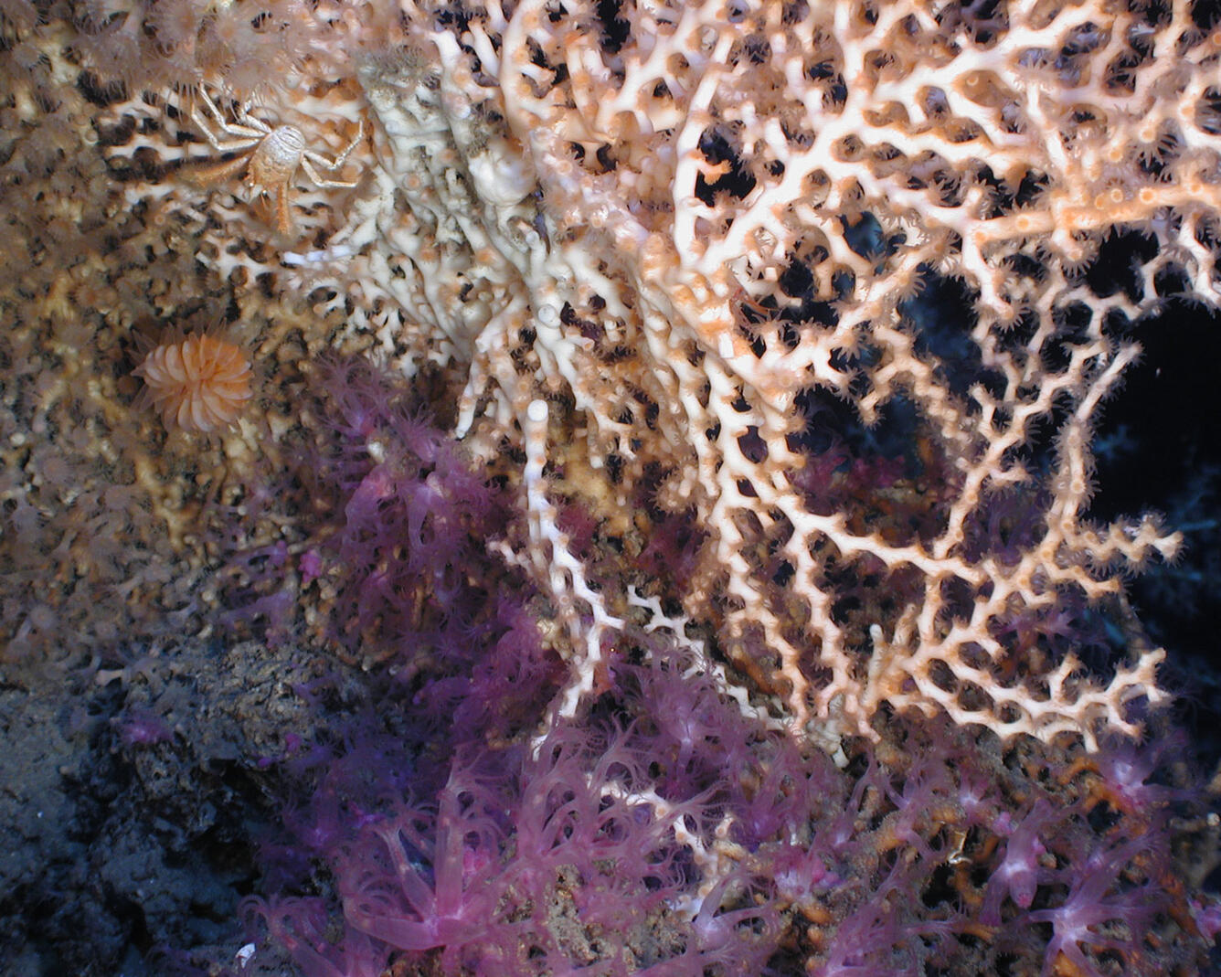 community of deep-sea corals including both hard and soft species
