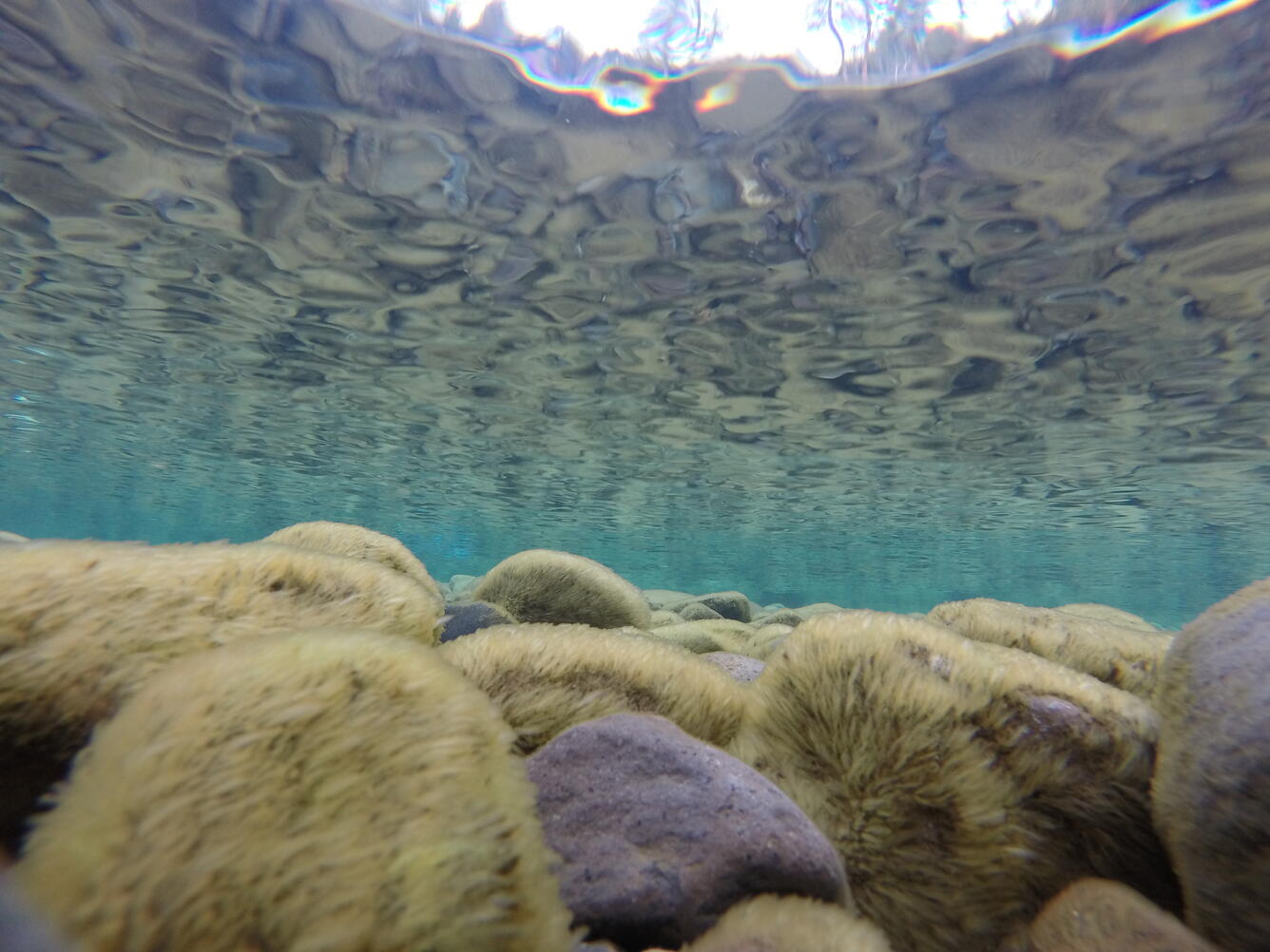 Underwater view of periphyton on rocks and the Lake Tahoe shoreline