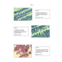 Histopathology - Plate 2 - Figures 4-6 thumb