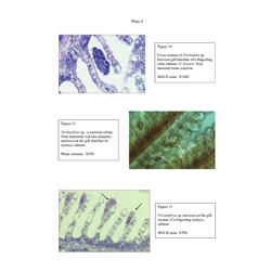 Histopathology - Plate 4 - Figures 10-12 thumb