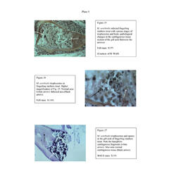 Histopathology - Plate 9 - Figures 25-27 thumb