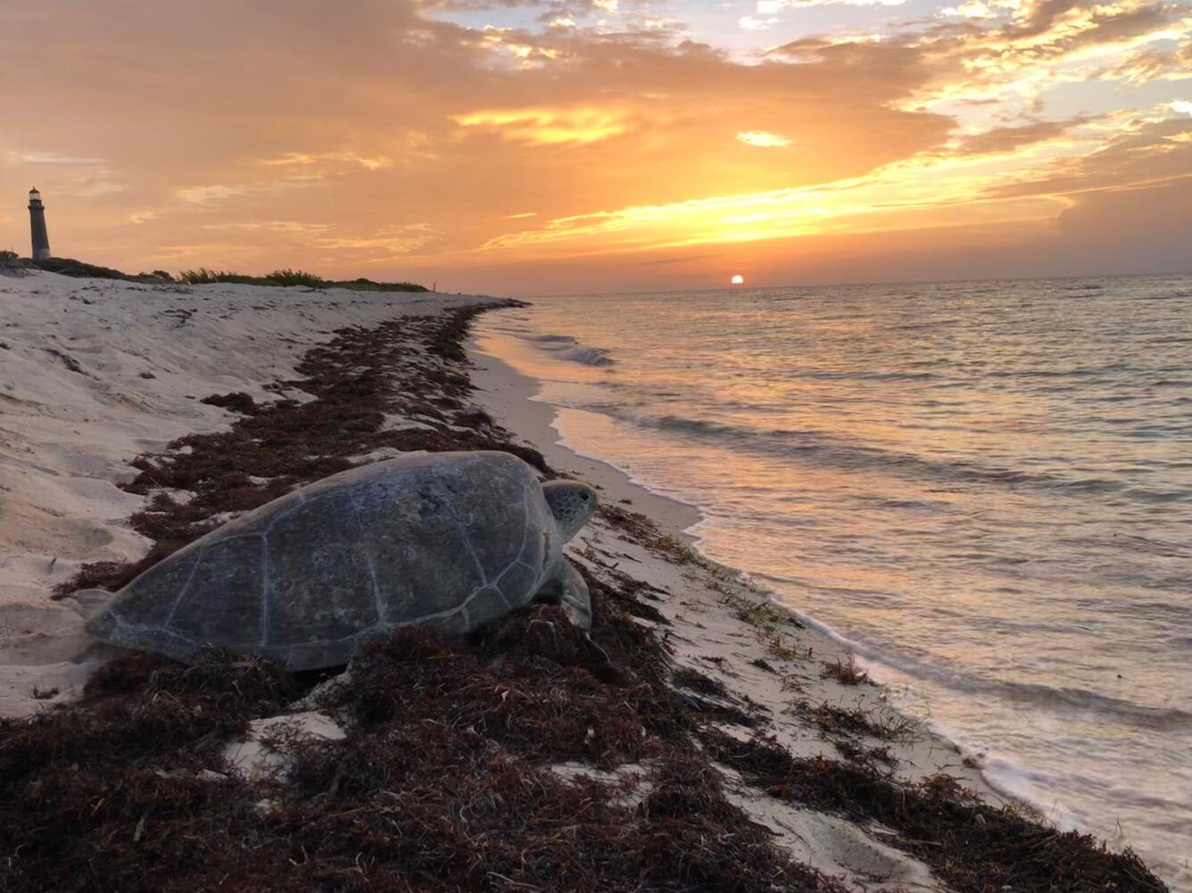 The sun rises as a female green sea turtle returns to the ocean after she lays her eggs.