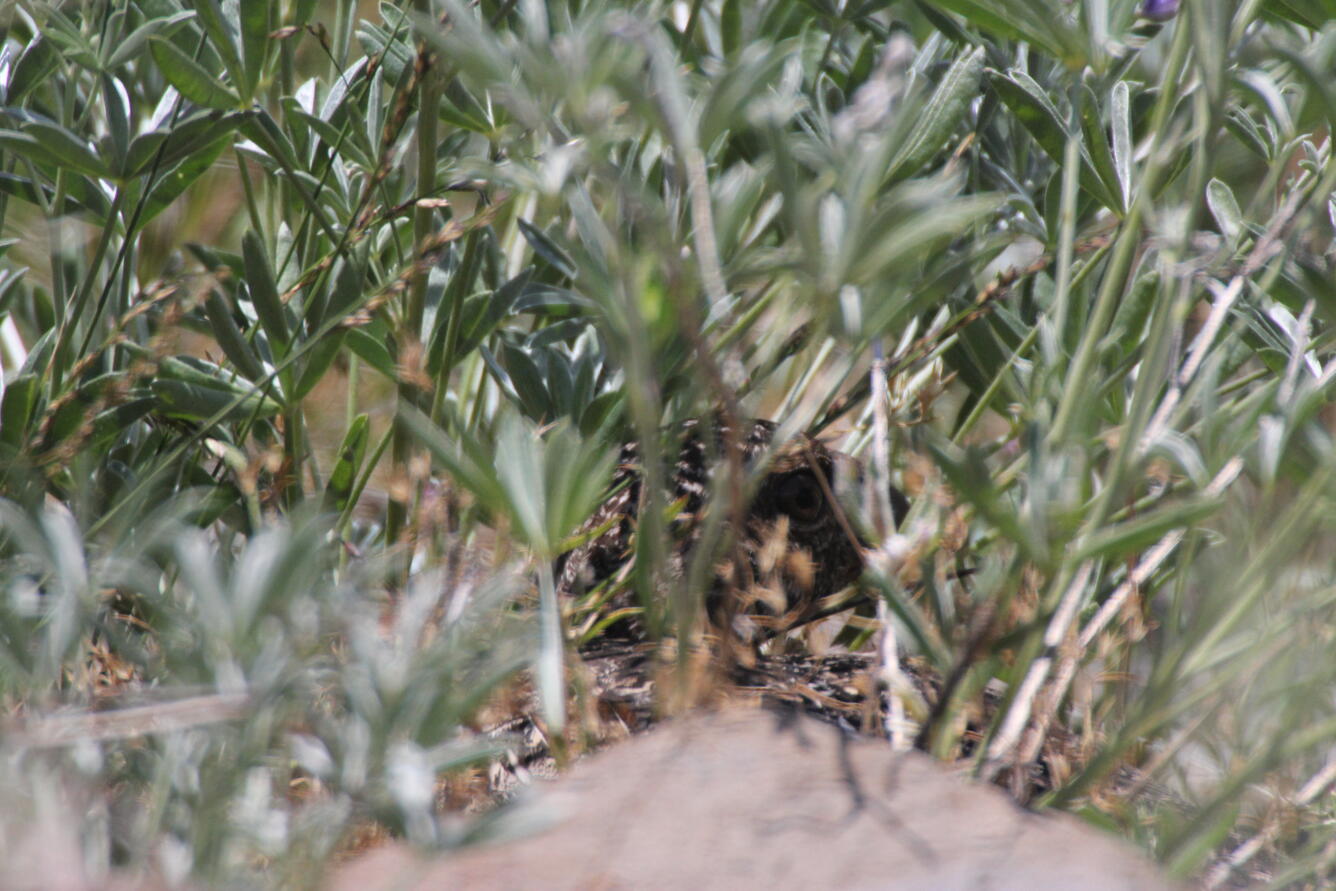 Sage-grouse hiding in sage-brush