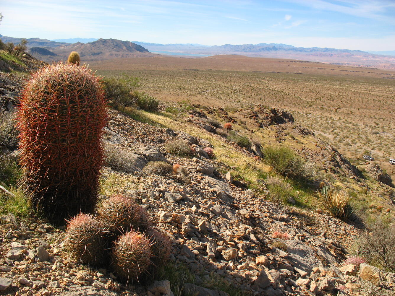 A photo of a cactus against the landscape of the Mojave Desert