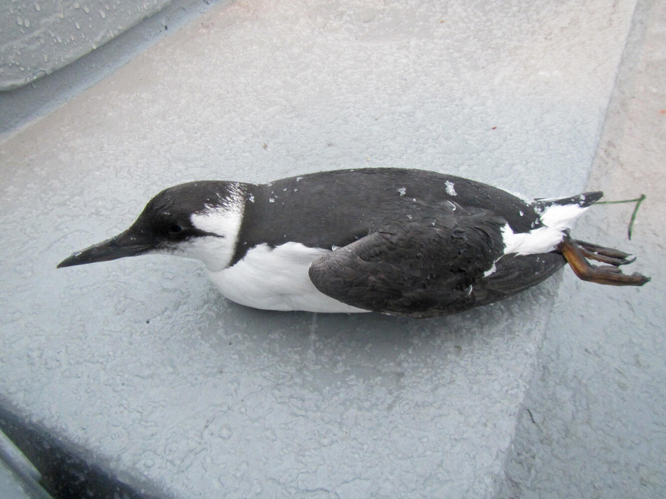 Freshly deceased Common Murre carcass