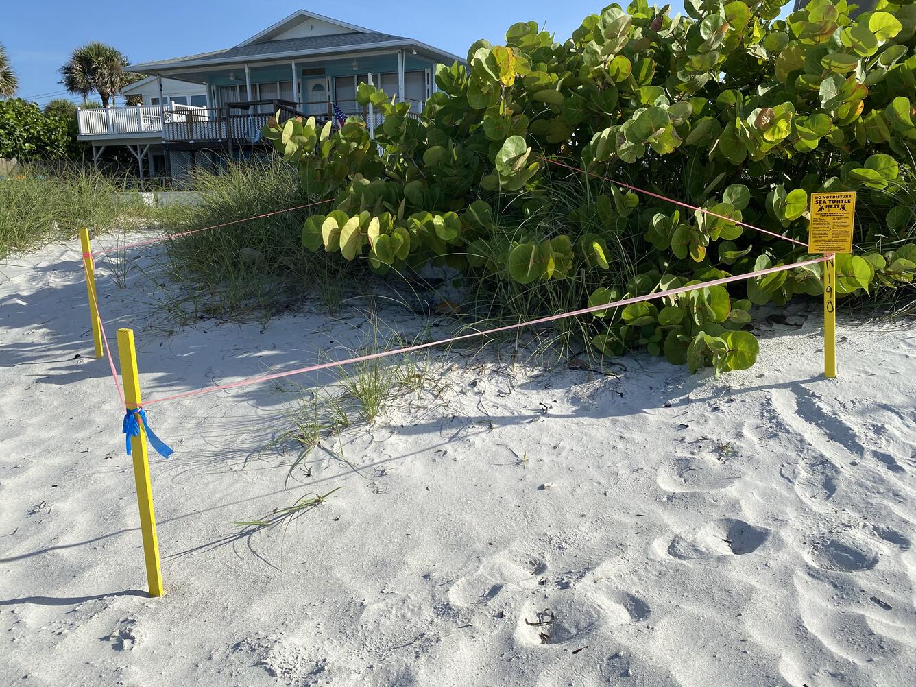 four posts in the sand connected by yellow flagging tape mark a sea turtle nest on a beach near vegetation