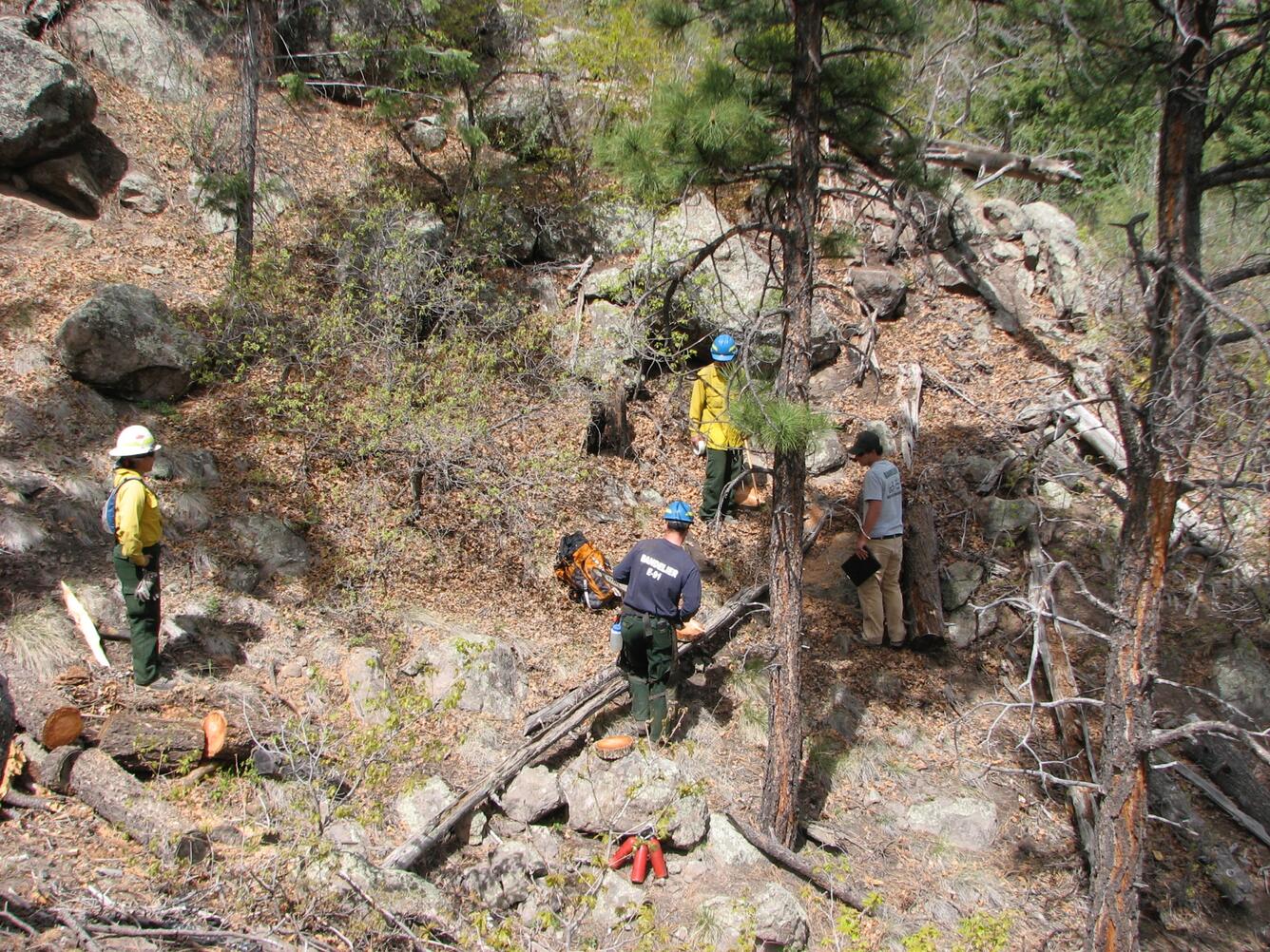 USGS scientists use chain saws to sample fire scarred wood. 