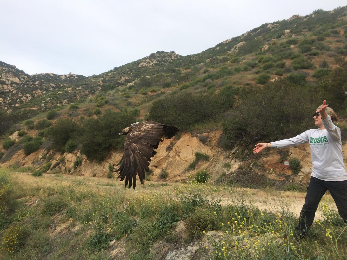Photo of WERC biologist releasing a tagged golden eagle.