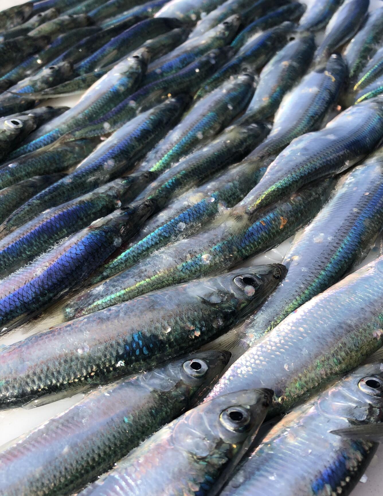 numerous Pacific herring in Prince William Sound, Alaska
