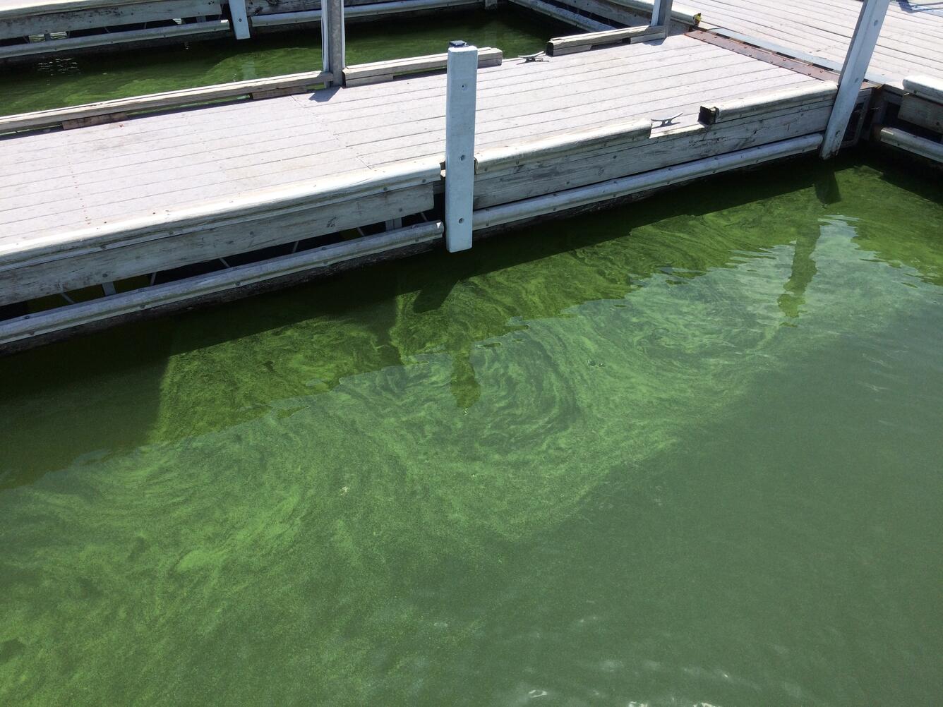 Harmful Algal Bloom on Milford Lake, Kansas