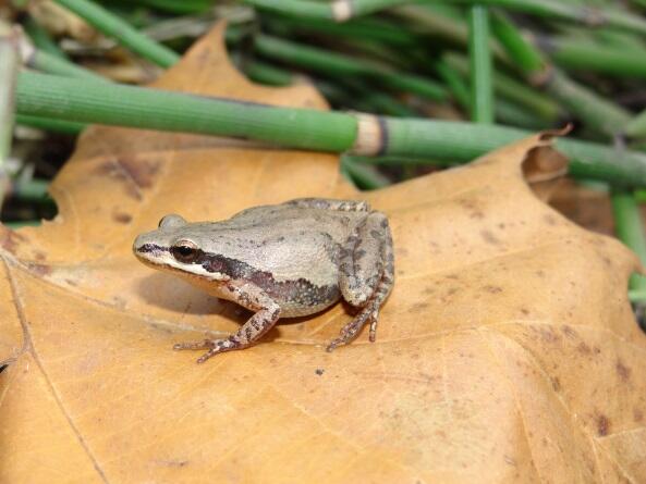 ARMI conducts research on a variety of amphibians